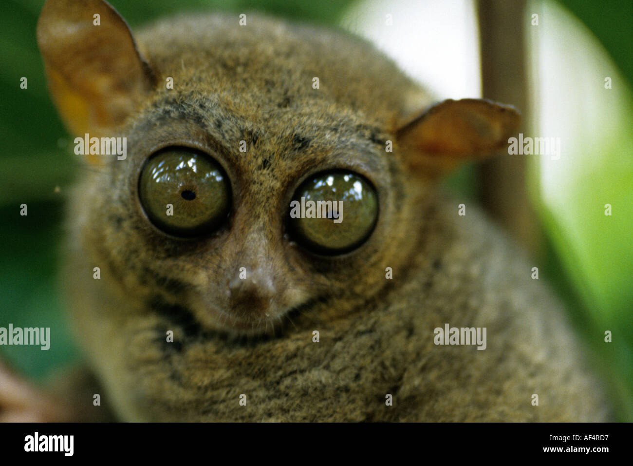 Close up of one of the worlds smallest primates the Tarsier or Tarsius syrichta in a rainforest on Bohol Island The Philippines Stock Photo