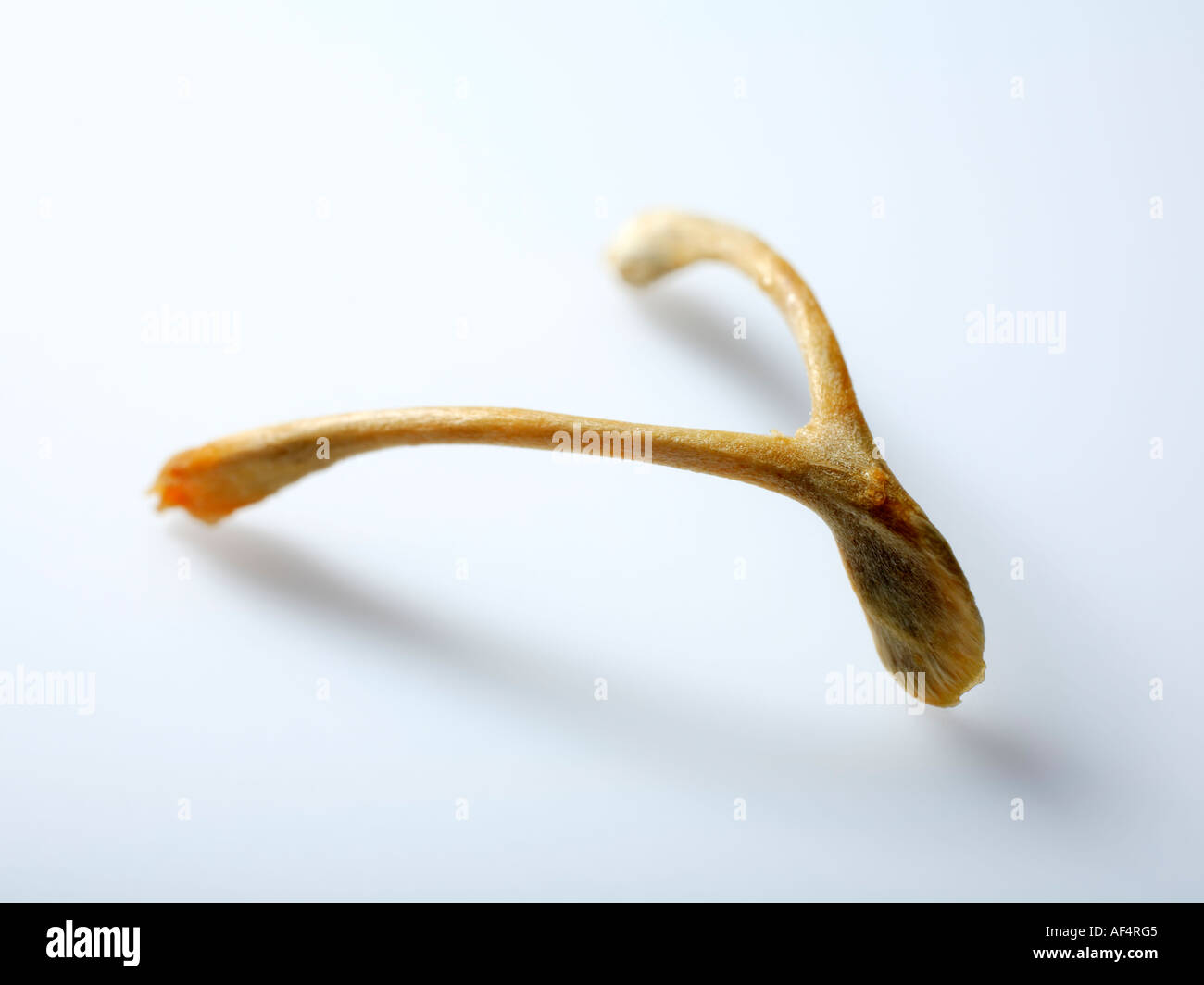 Inside bird bone hires stock photography and images Alamy