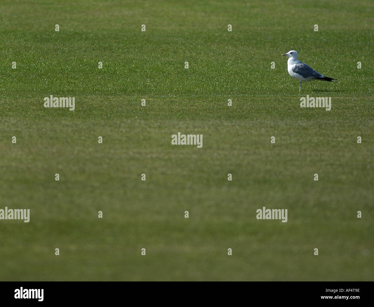 bird on pitch picture by Paddy McGuinness Stock Photo