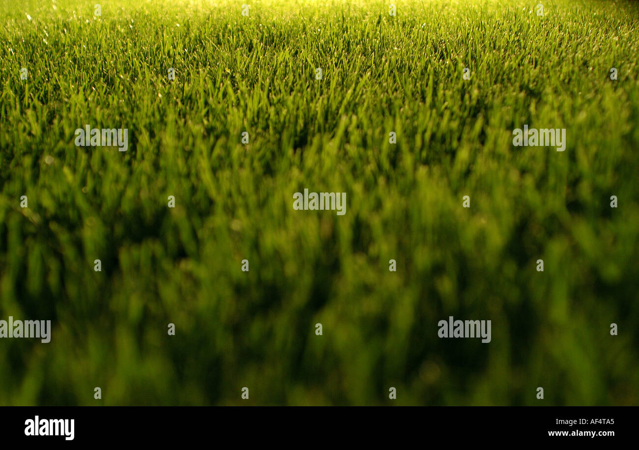 Grass picture by Paddy McGuinness Stock Photo