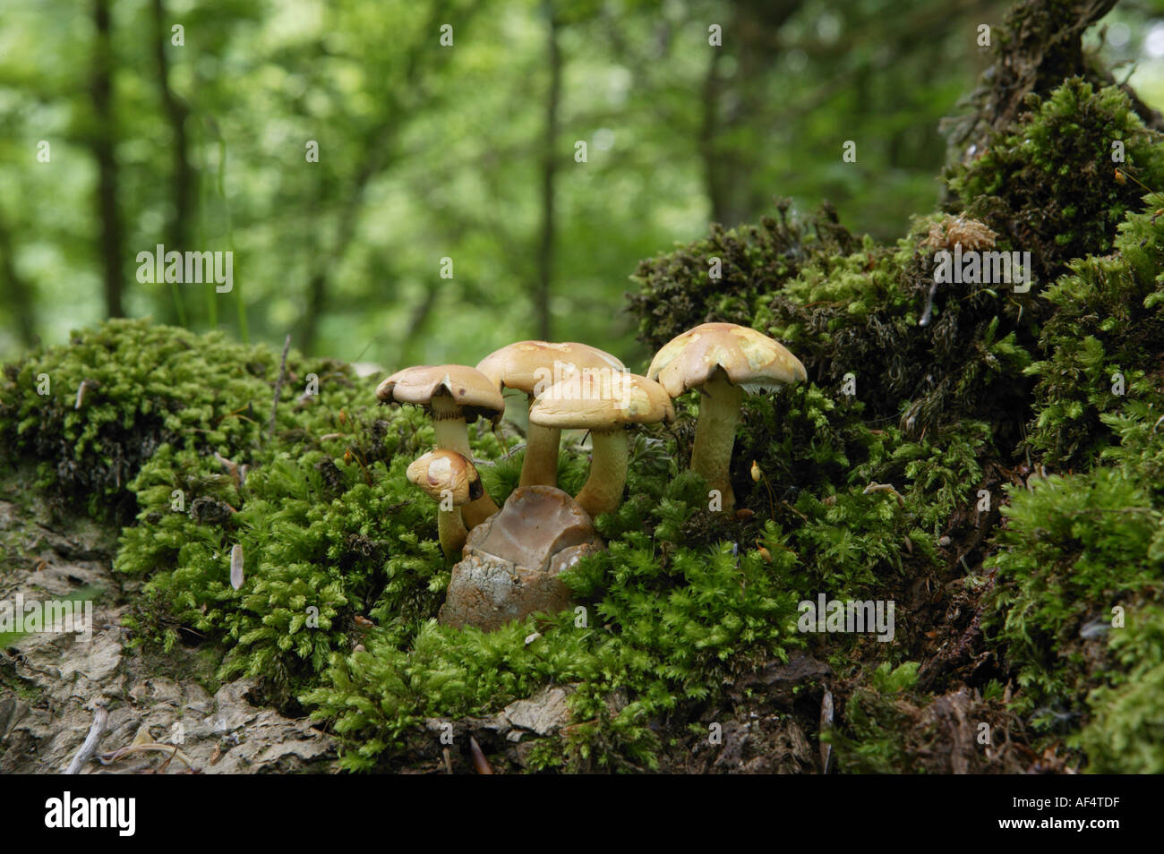 Fungus growing on rotting wood in a forest Stock Photo - Alamy