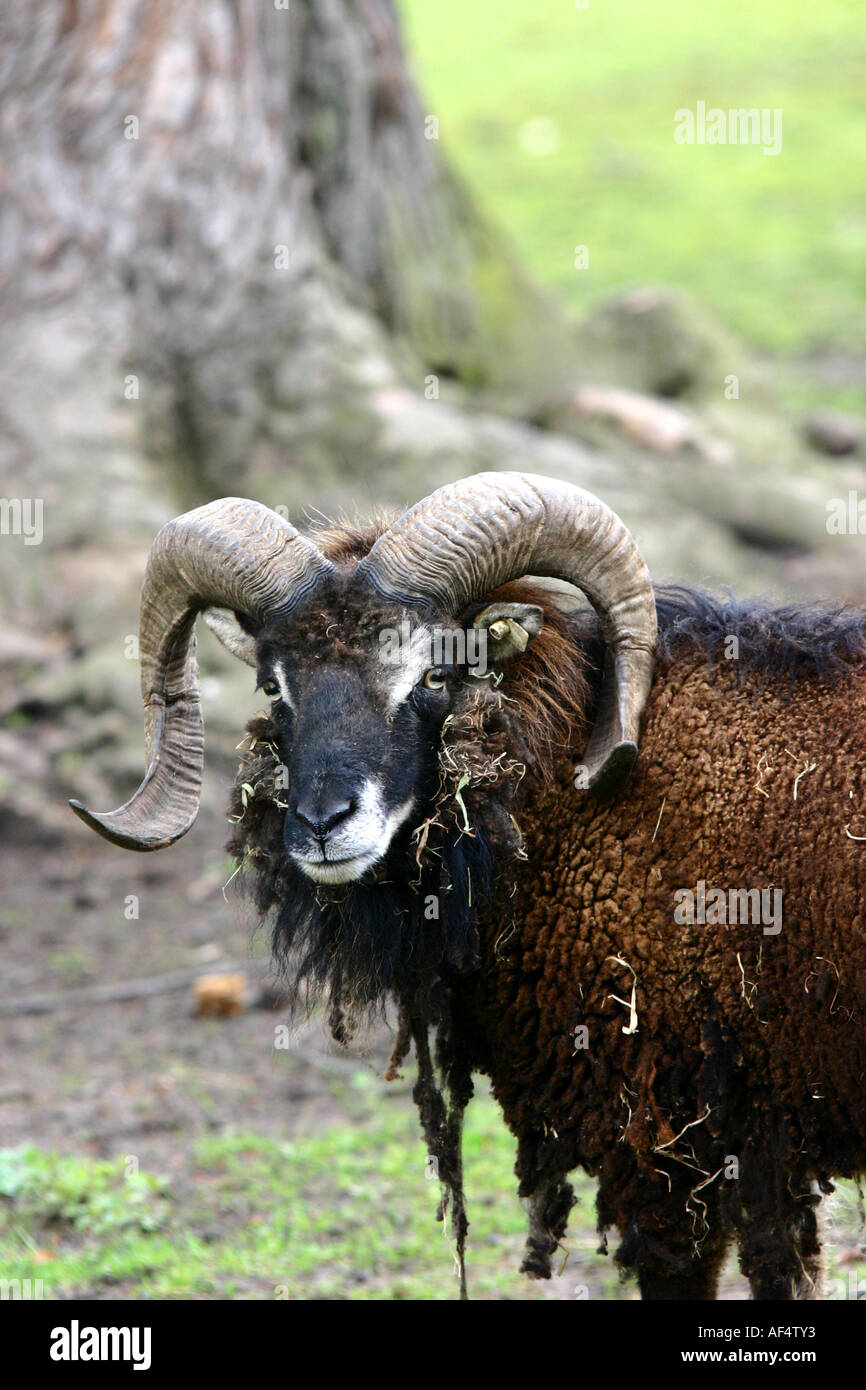 Rare Rams Animals ram zoo game reserve Stock Photo - Alamy