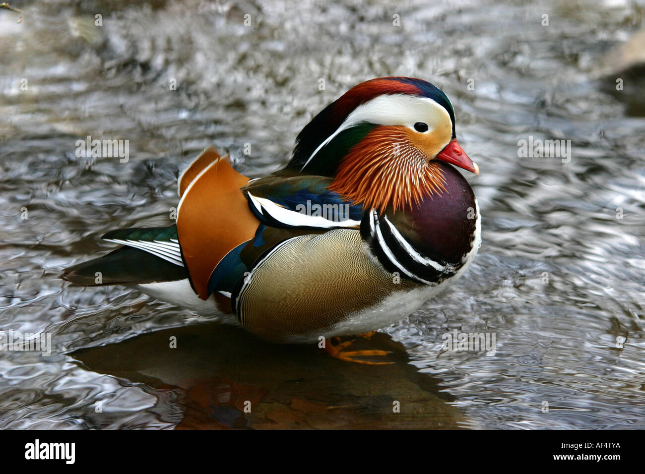 aix galericulata 01 Stock Photo - Alamy