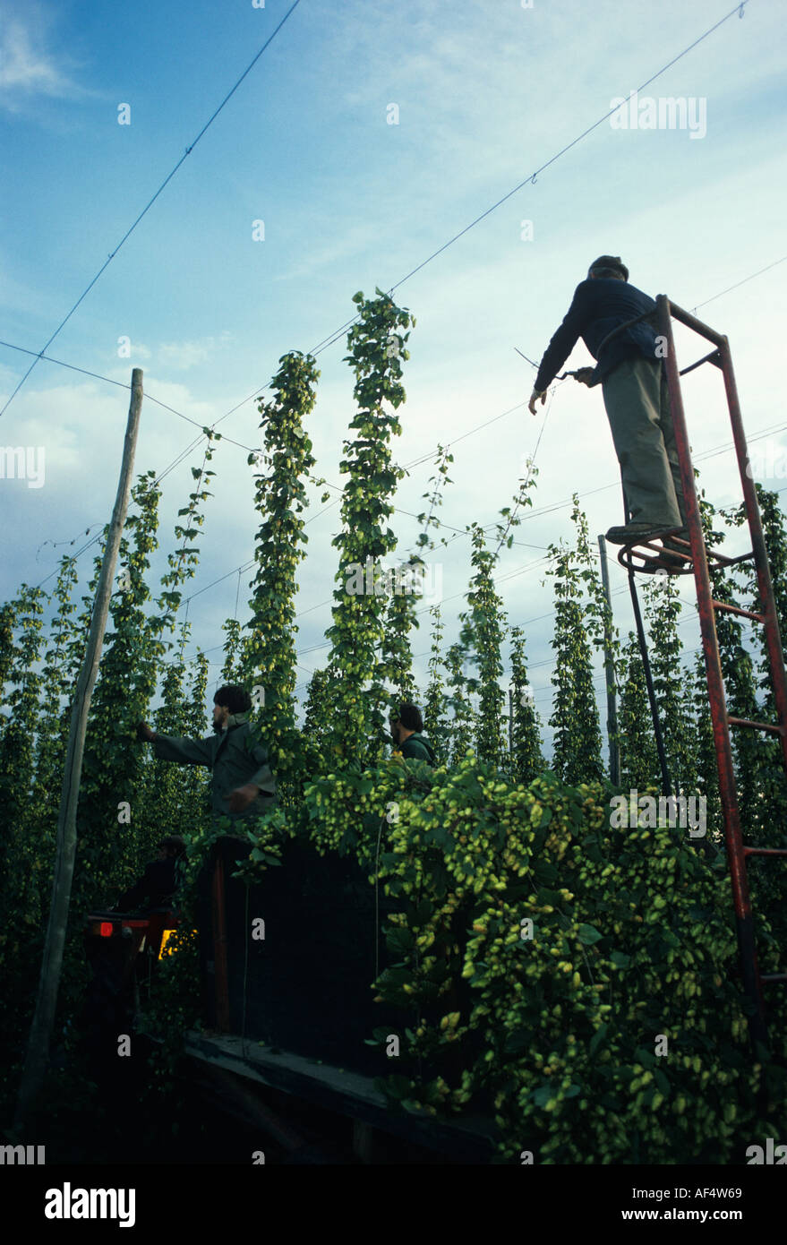 Cutting down Hops from tall supports at Beltring for Whitbread Brewery Kent Stock Photo