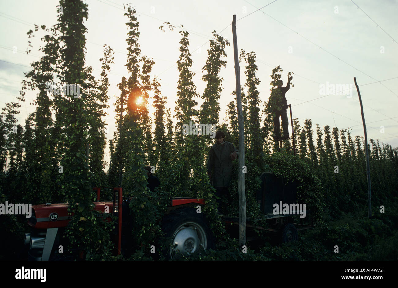 Harvesting hops from tall supports for beer production Whitbread Beltring centre Kent Stock Photo