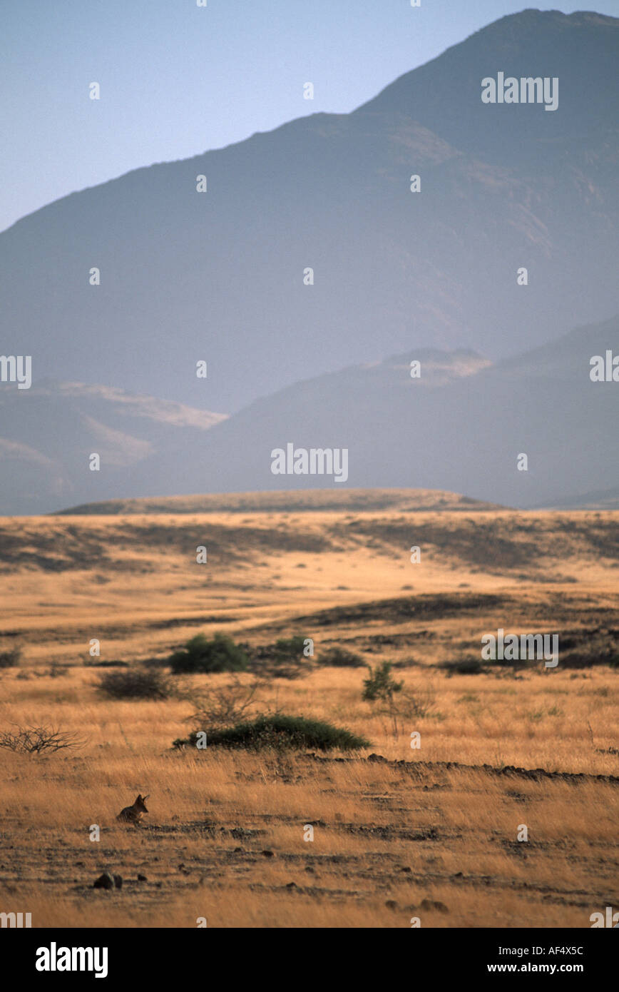 A jackal near the Brandburg a 60 kilometre in radius granite outcrop in Damaraland Nambia Stock Photo