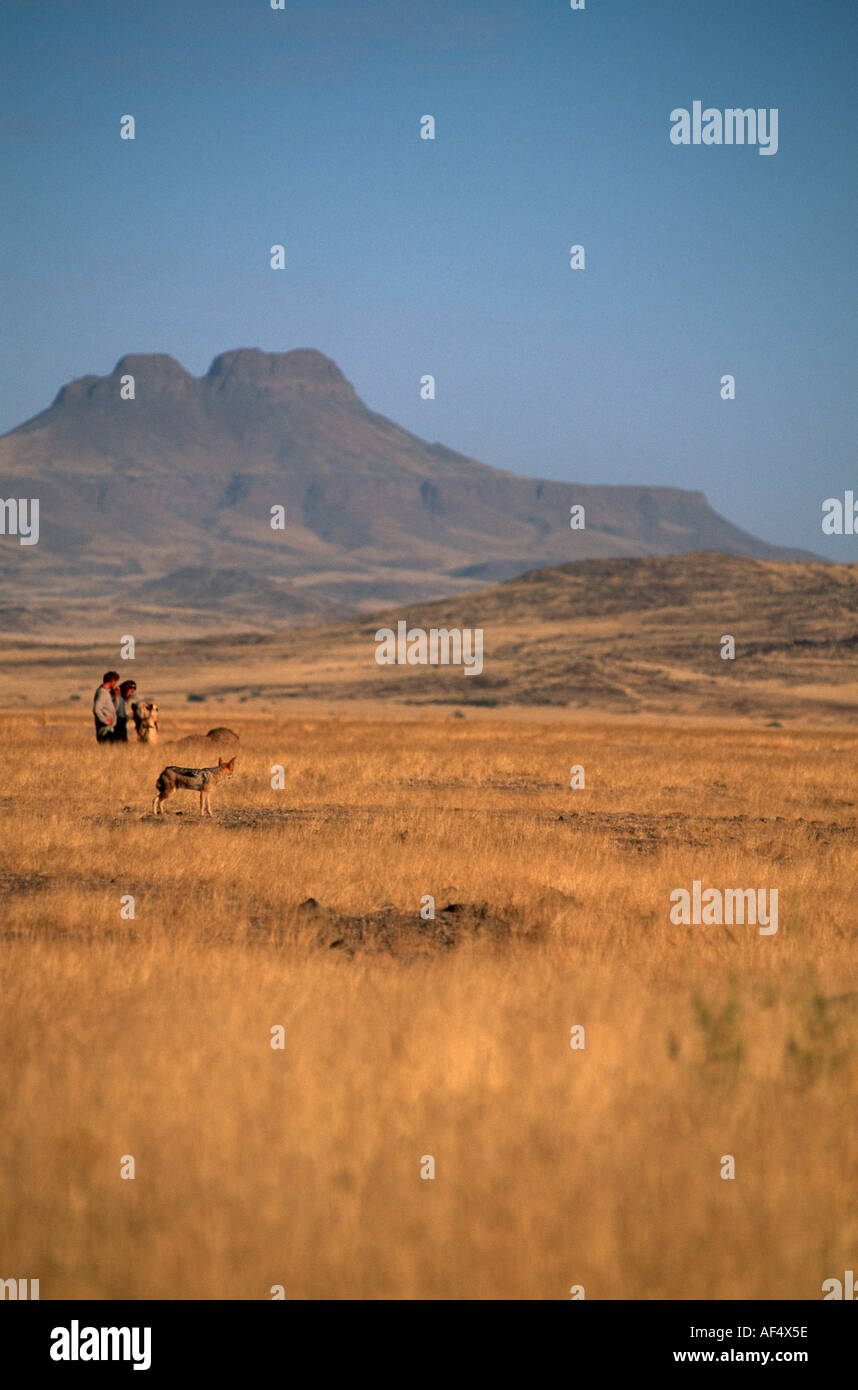 A jackal watches the explorer Benedict Allen and his camels Stock Photo