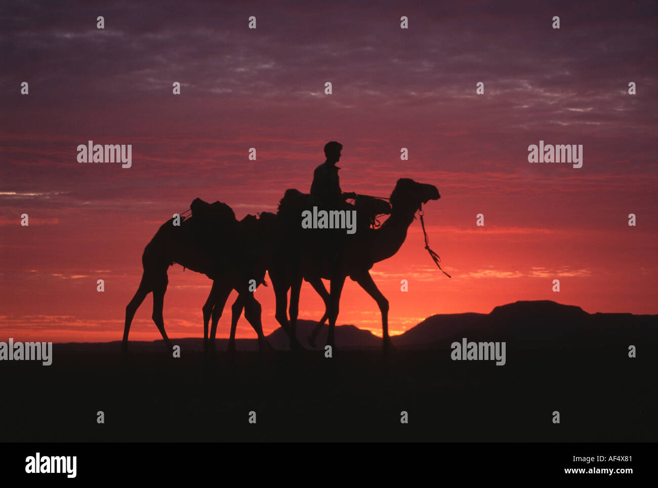 Benedict Allen and his team of camels at sunset Stock Photo