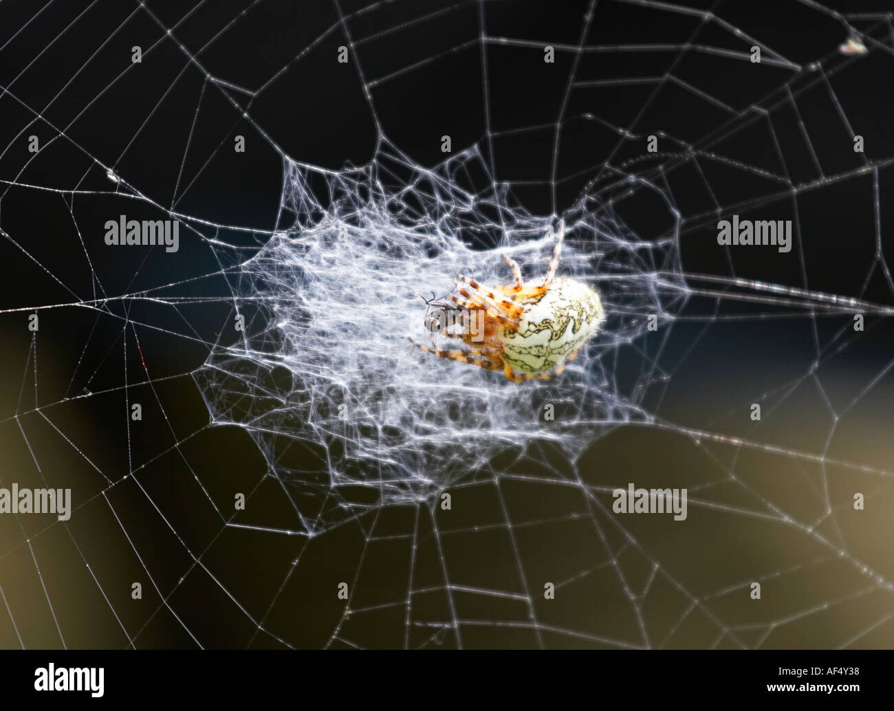Spider eating a fly in his net Stock Photo - Alamy