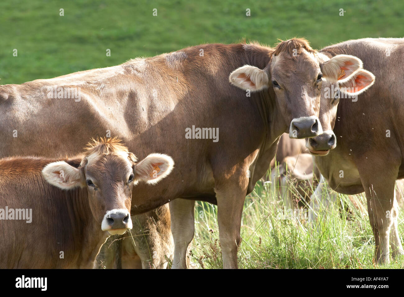 Cows In Italy Three cows in Val di Scalve Alps mountains Italy Stock Photo - Alamy