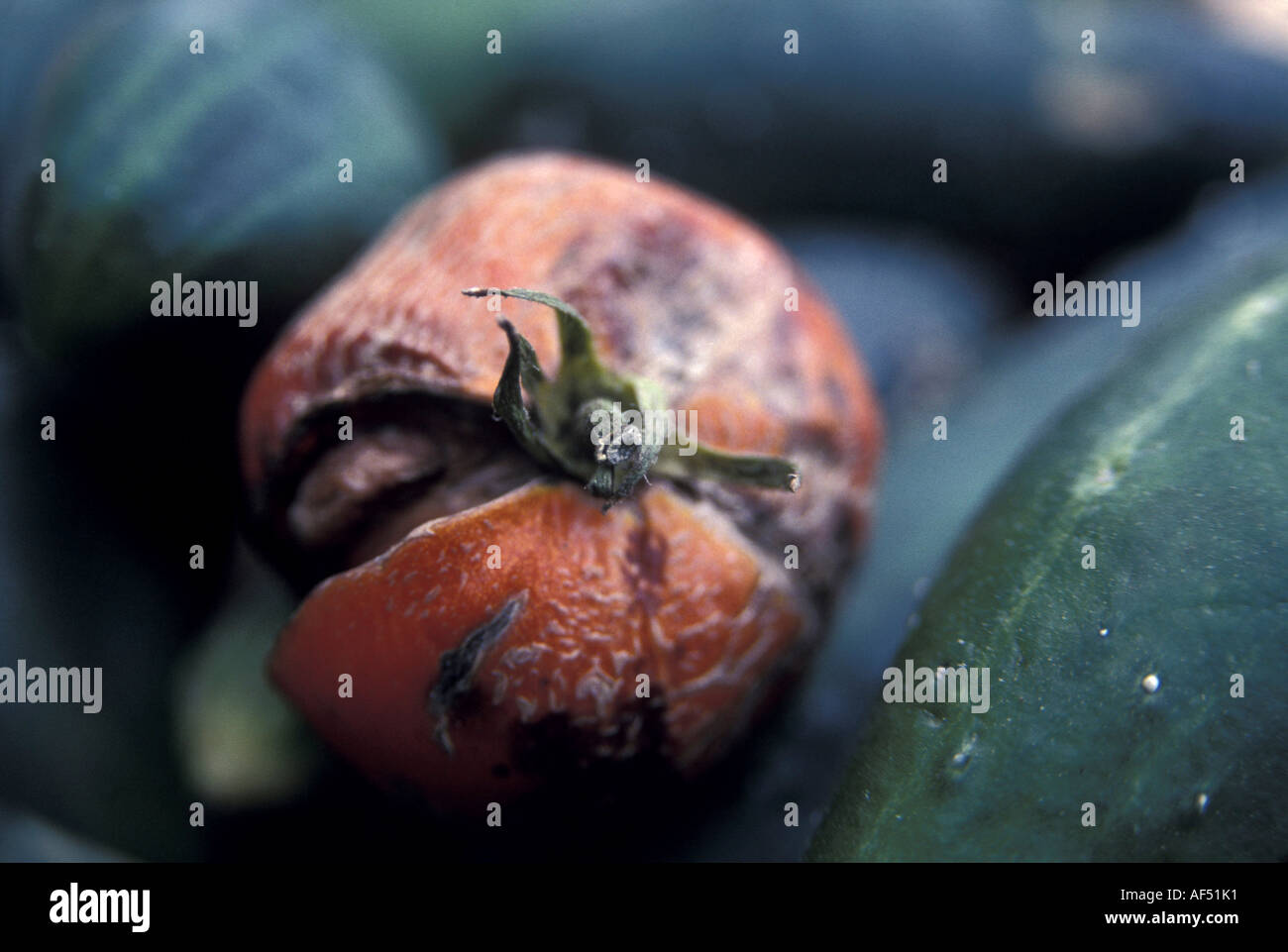 Tomato Rotten Rotten tomato hi-res stock photography and images - Alamy