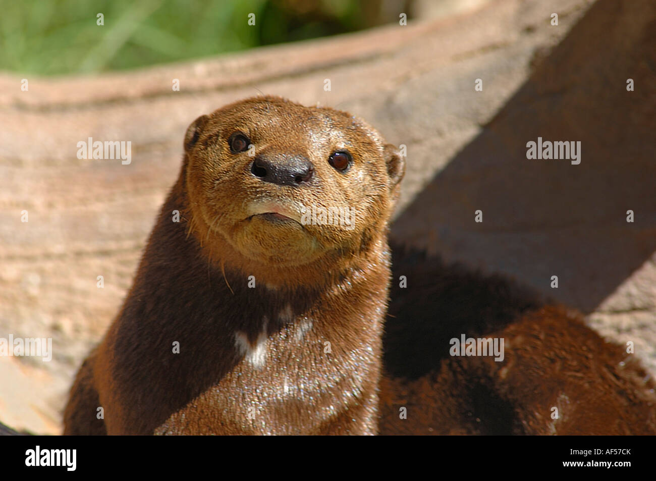 Portrait of a White-throated North American River Otter. Lontra canadensis. Stock Photo