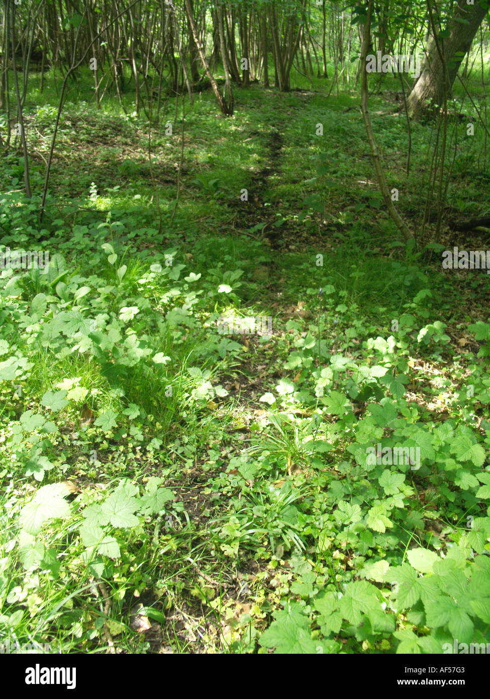 English deer hi-res stock photography and images - Alamy