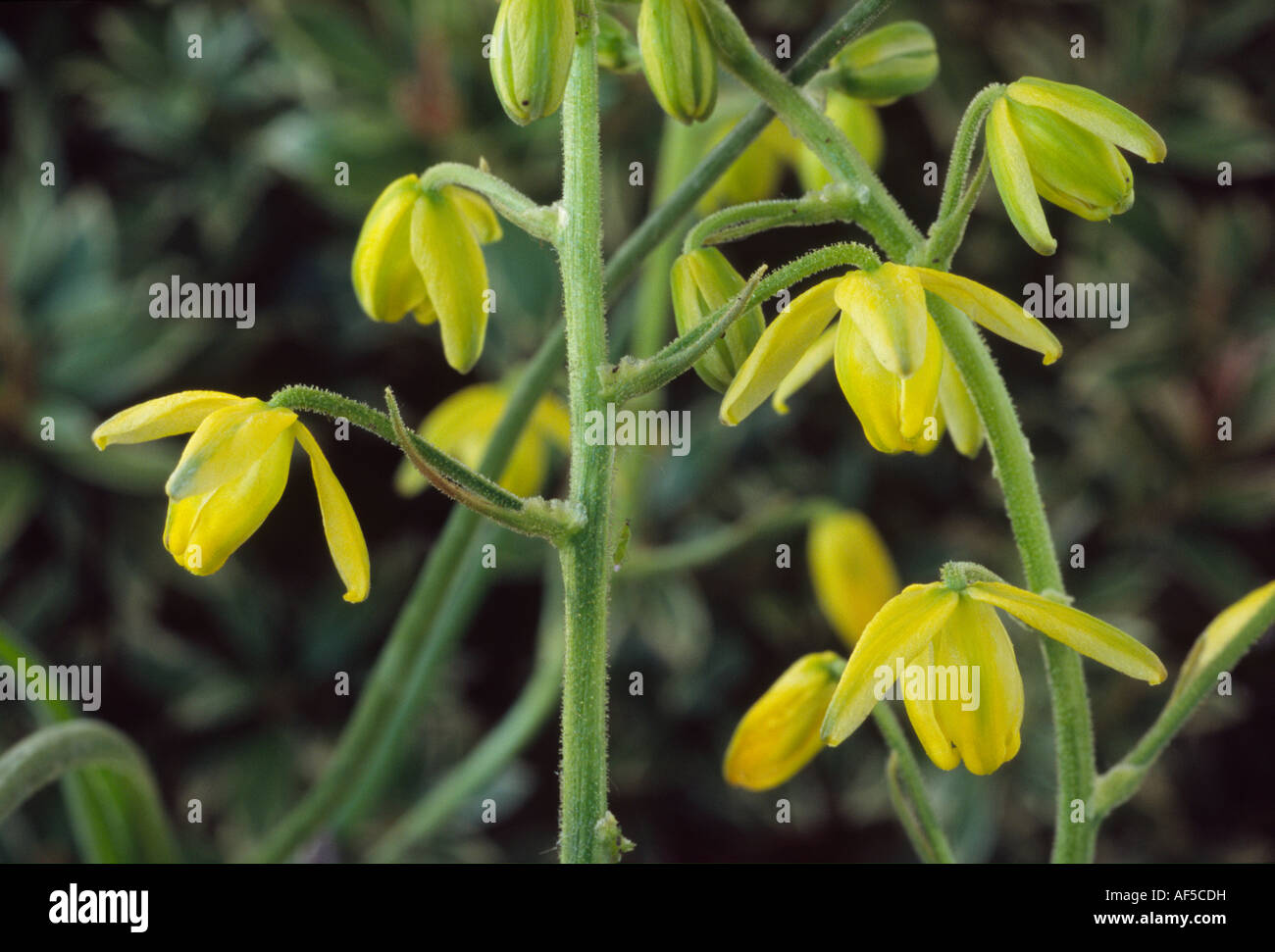 Albuca shawii Close up of raceme of yellow flowers. Stock Photo