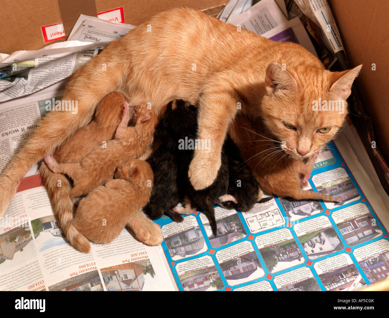 Female Ginger Cat with Seven Newborn Kittens Stock Photo