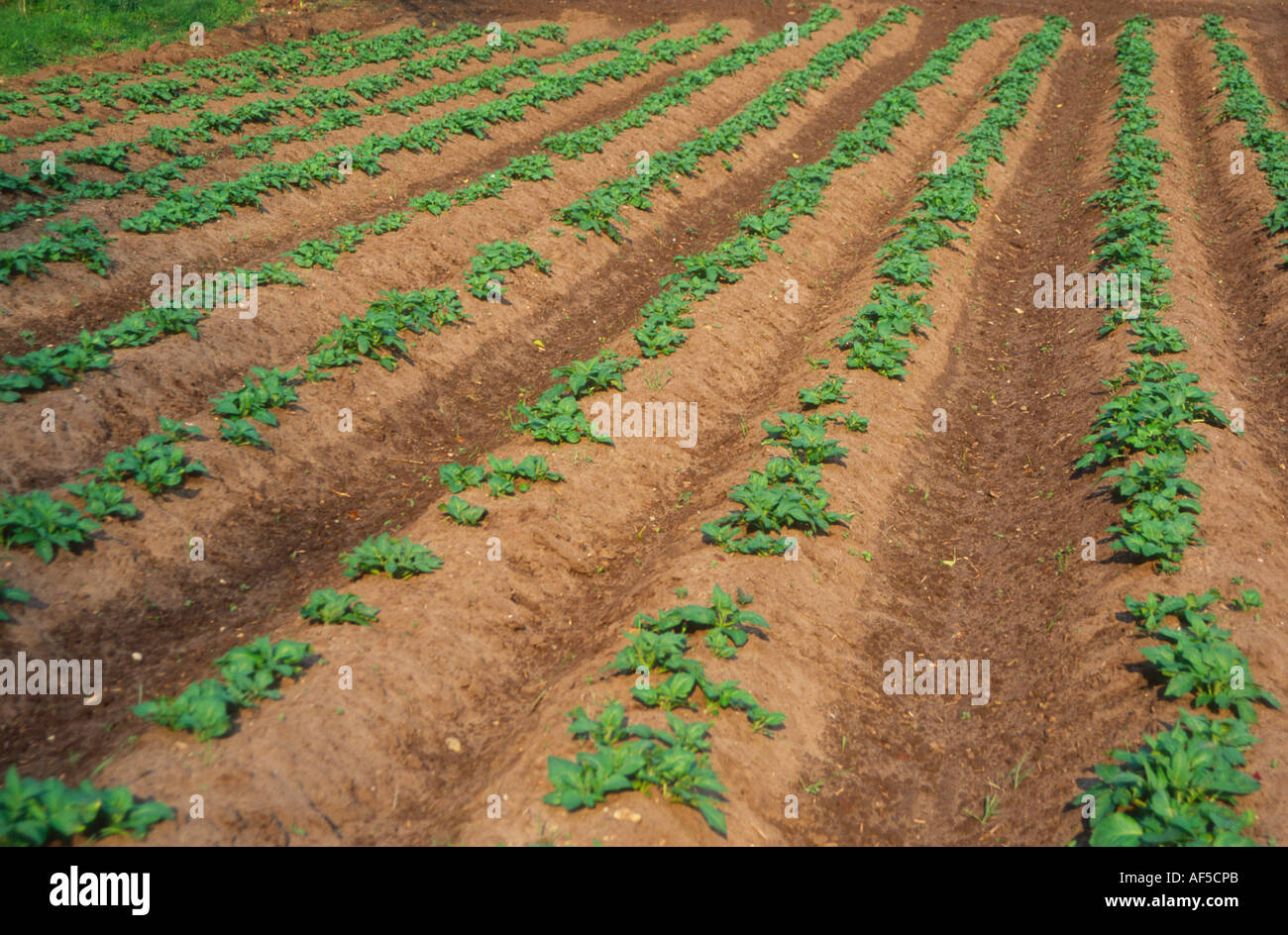 Young potato crop in ridges in a field Suffolk England Stock Photo - Alamy
