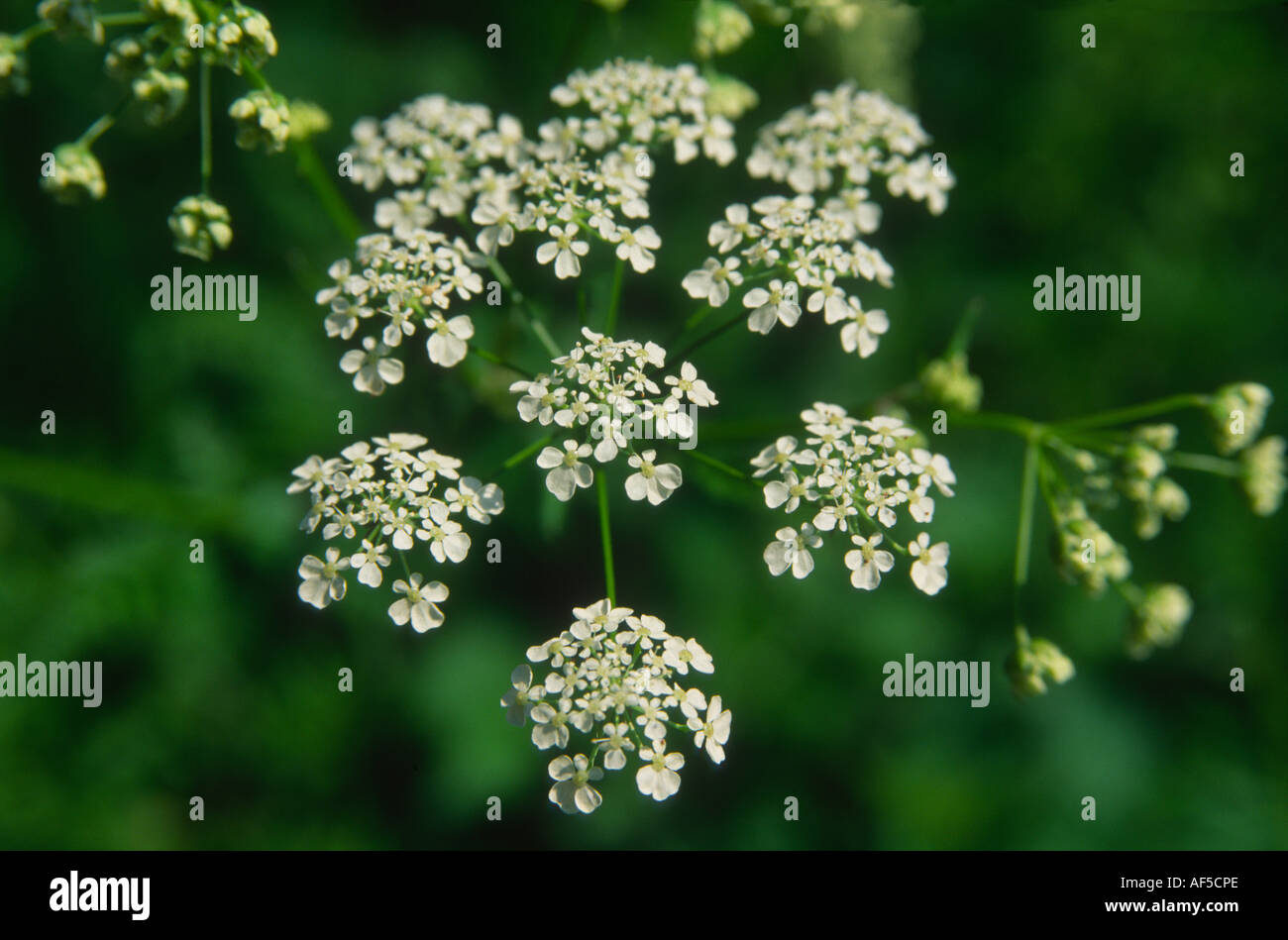 Queen Anne's Lace (Daucus carota) Stock Photo