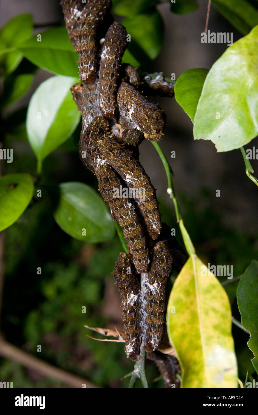 Group of Orange Dog Caterpillars on a citrus tree Stock Photo Alamy