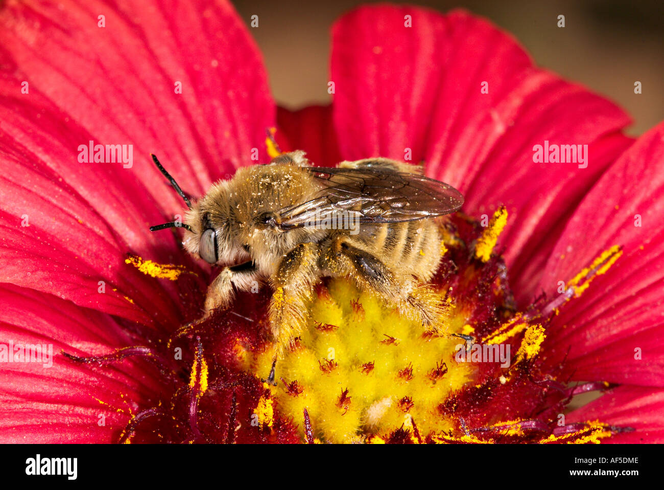 Bee with yellow pollen hi-res stock photography and images - Alamy