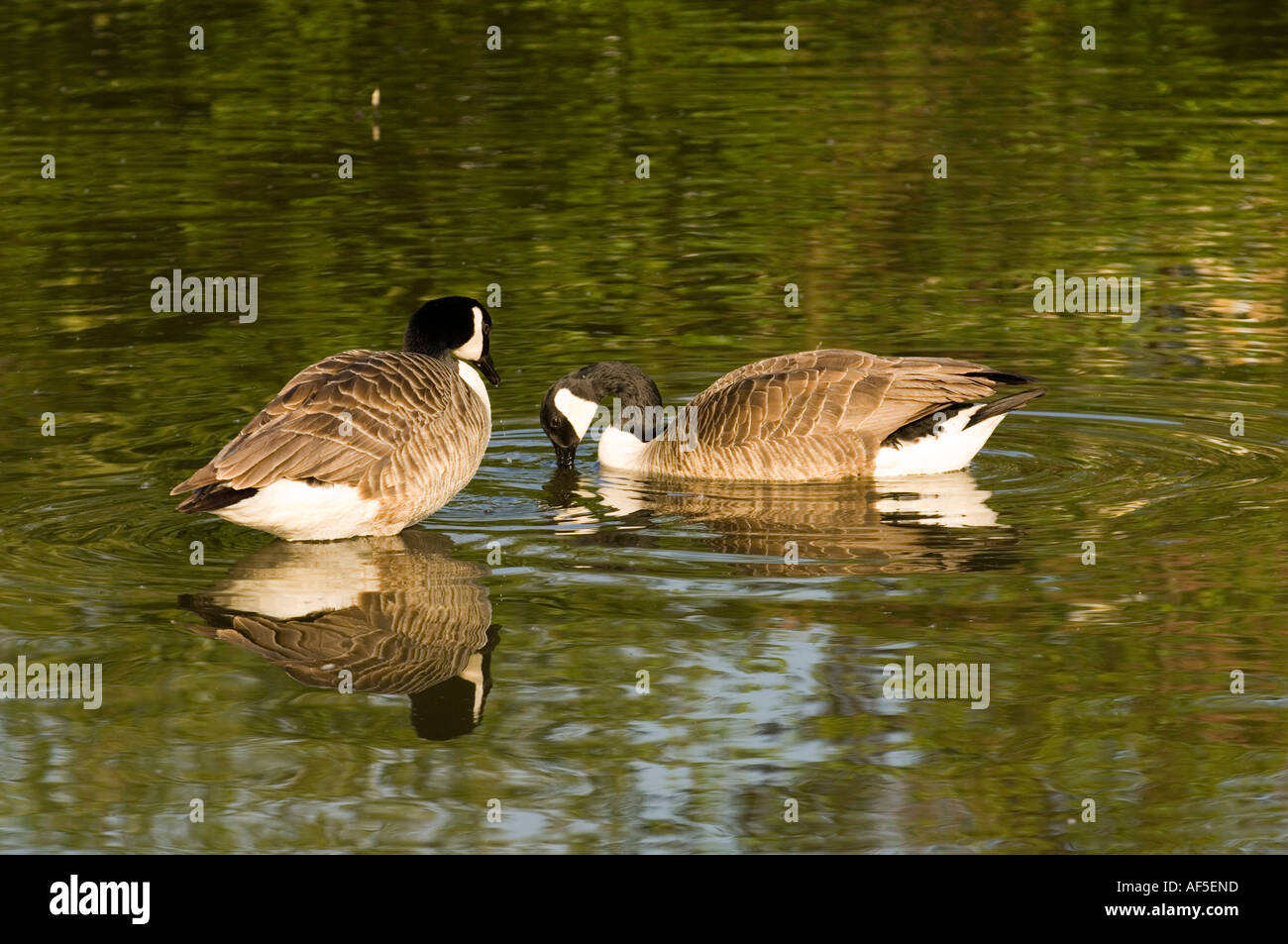two 2 ducks swimming in pond sunny animals, birds, ducks, water, sun