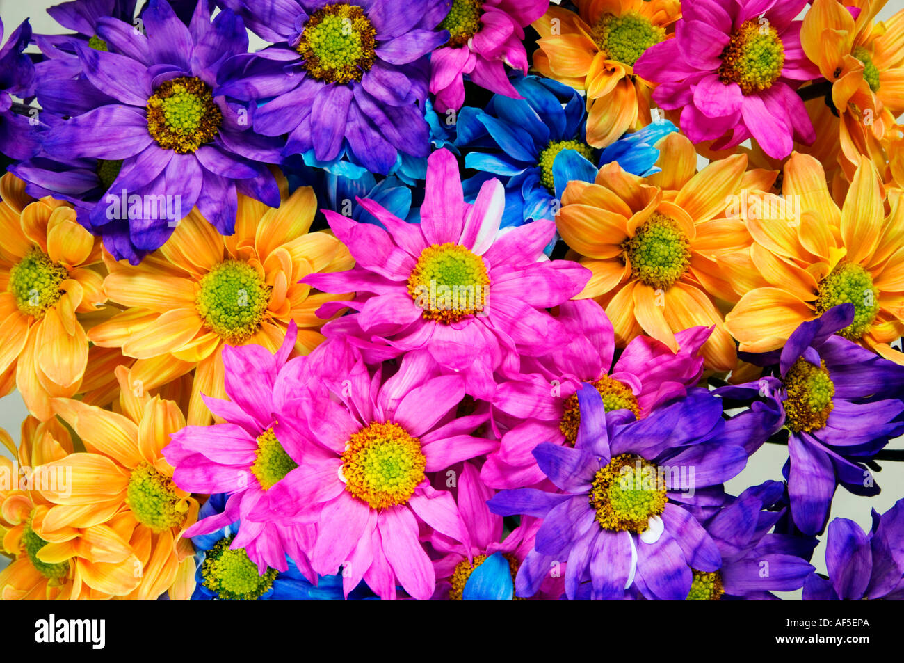 bright coloured flowers close up detail colour bright graphic ...