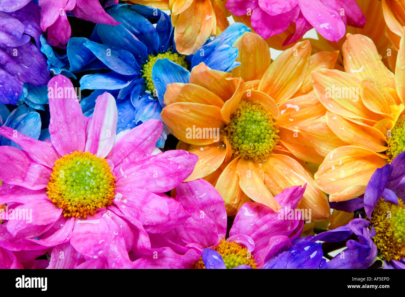 bright coloured flowers close up detail colour bright graphic natural