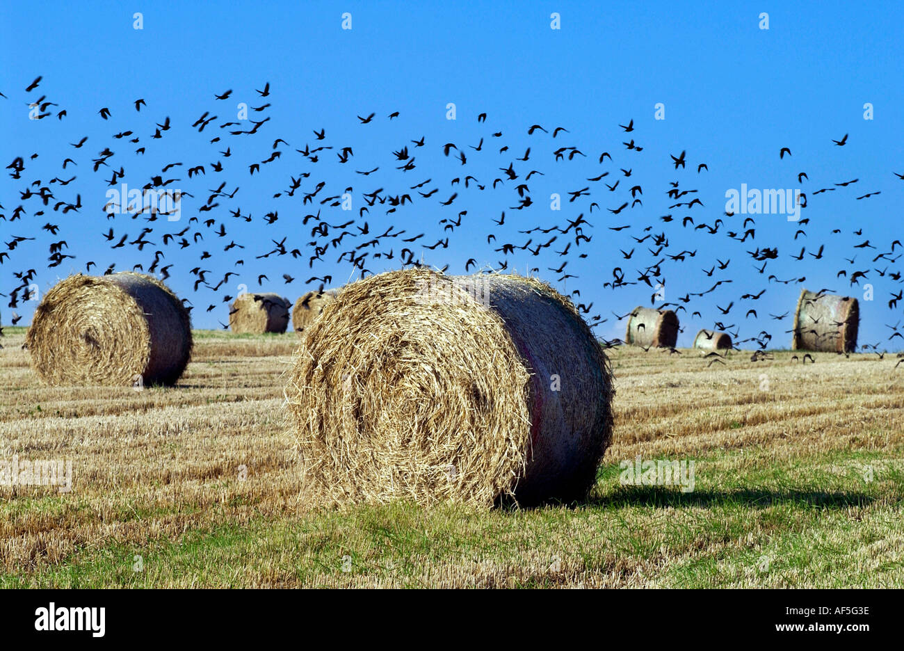 Hay bales dot the South Downs in Sussex on a hot and sunny summer ...