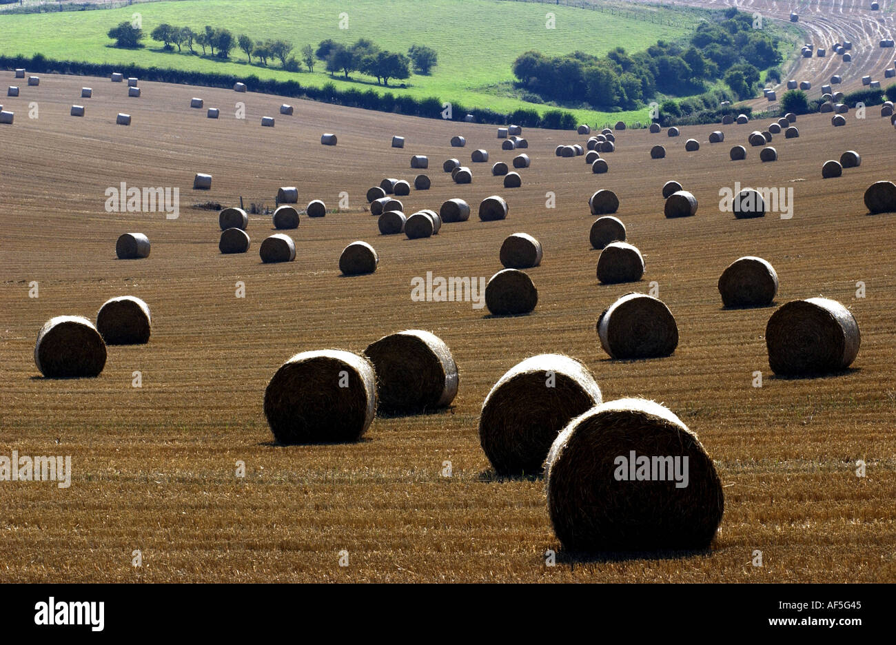 Hay bales dot the South Downs in Sussex on a hot and sunny summer ...