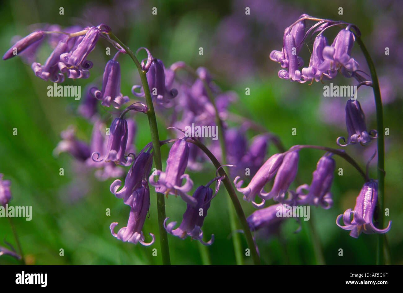 Bluebell main image 1