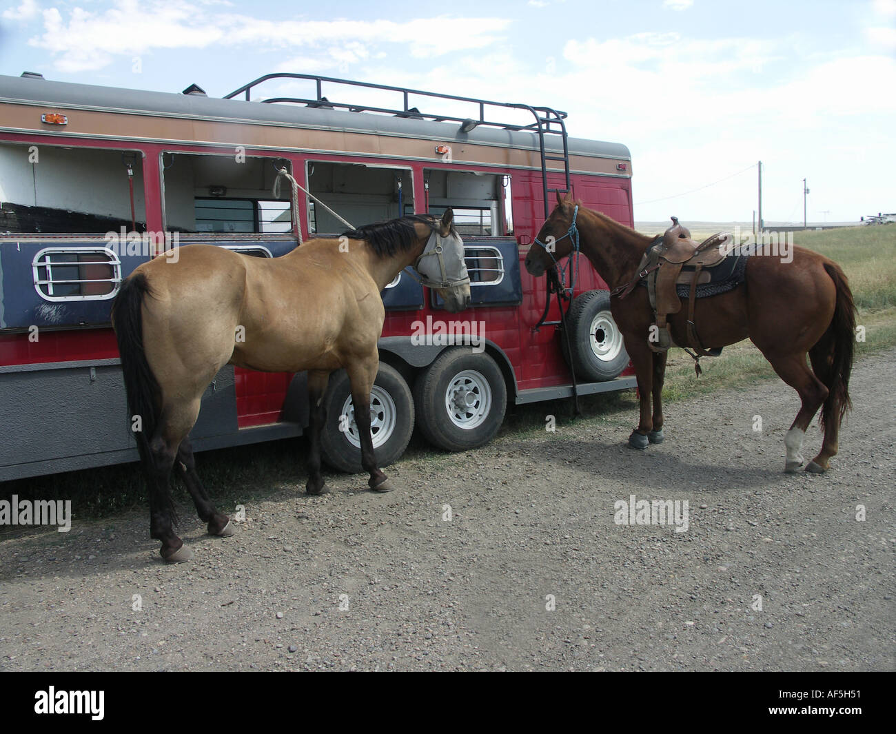 Horses Tied to Trailer Stock Photo Alamy