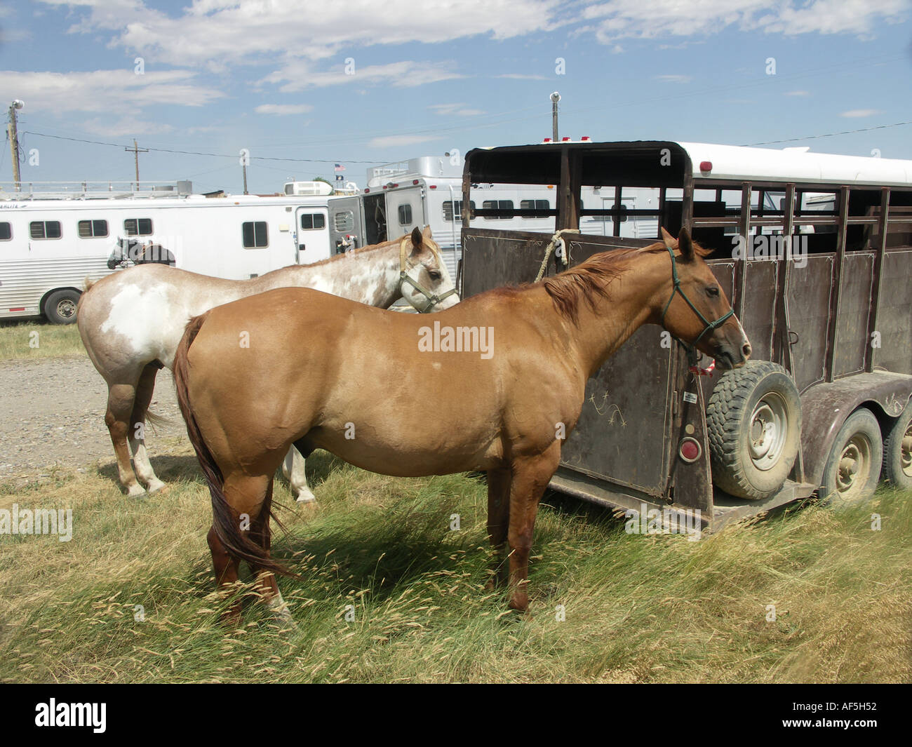 Tied behind a horse trailer hires stock photography and images Alamy