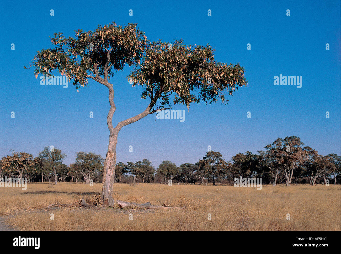 Isolated Mopane tree with seed pods seen against a blue sky Savuti South Chobe National Park Botswana southern Africa Stock Photo