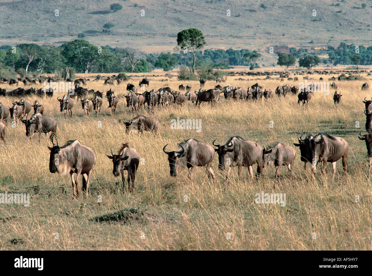 Long lines of wildebeest trekking towards water in the Masai Mara National Reserve Kenya East Africa Stock Photo