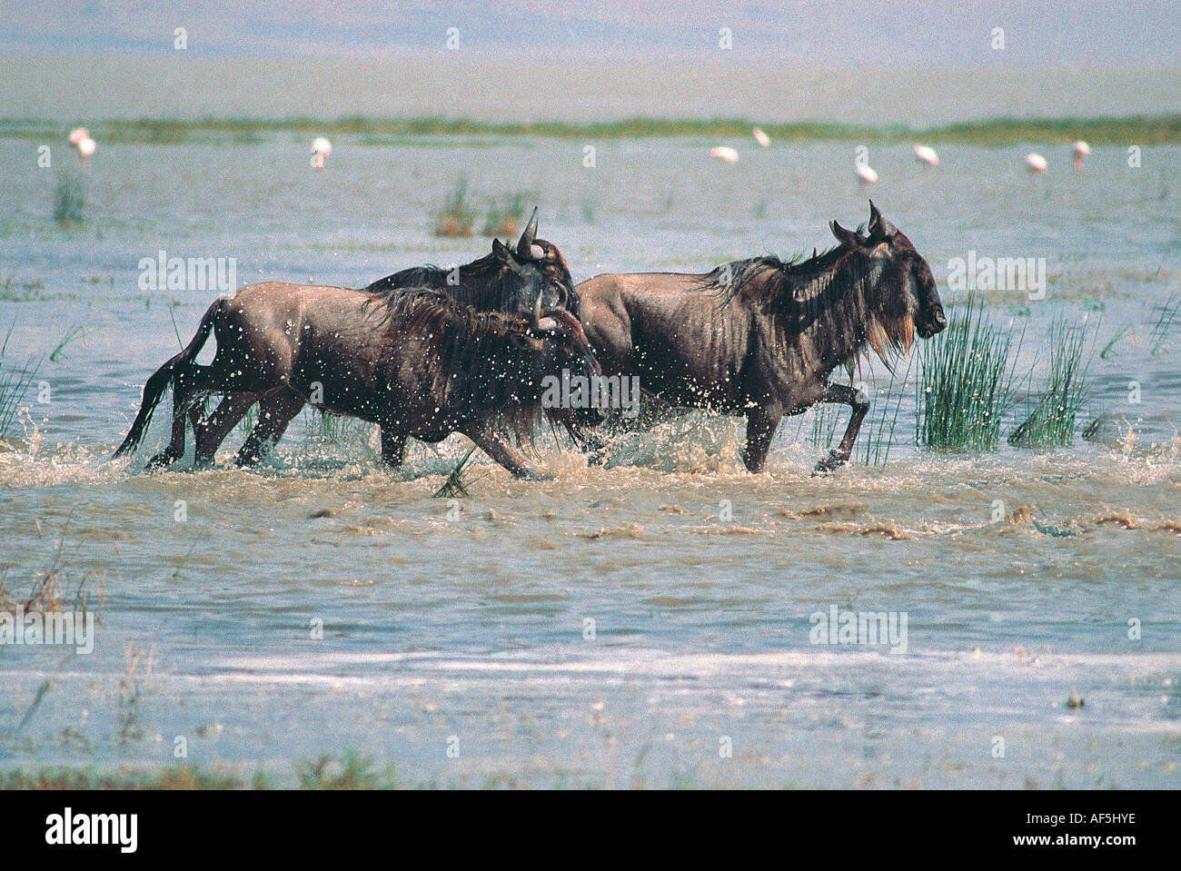 Wildebeest galloping through the shallow water of Lake Magadi in the Ngorongoro Crater Tanzania East Africa Stock Photo