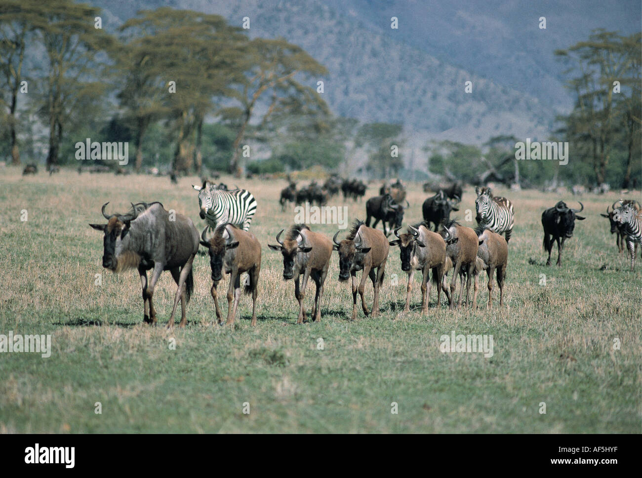 Long lines of wildebeest trekking towards water in the Ngorongoro Crater Tanzania East Africa This is their daily habit Stock Photo