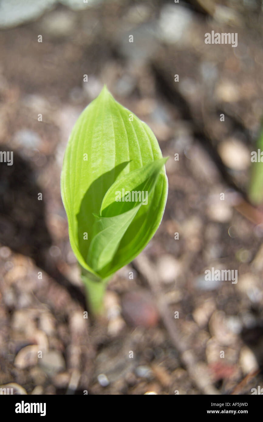 Green Shoot Stock Photo