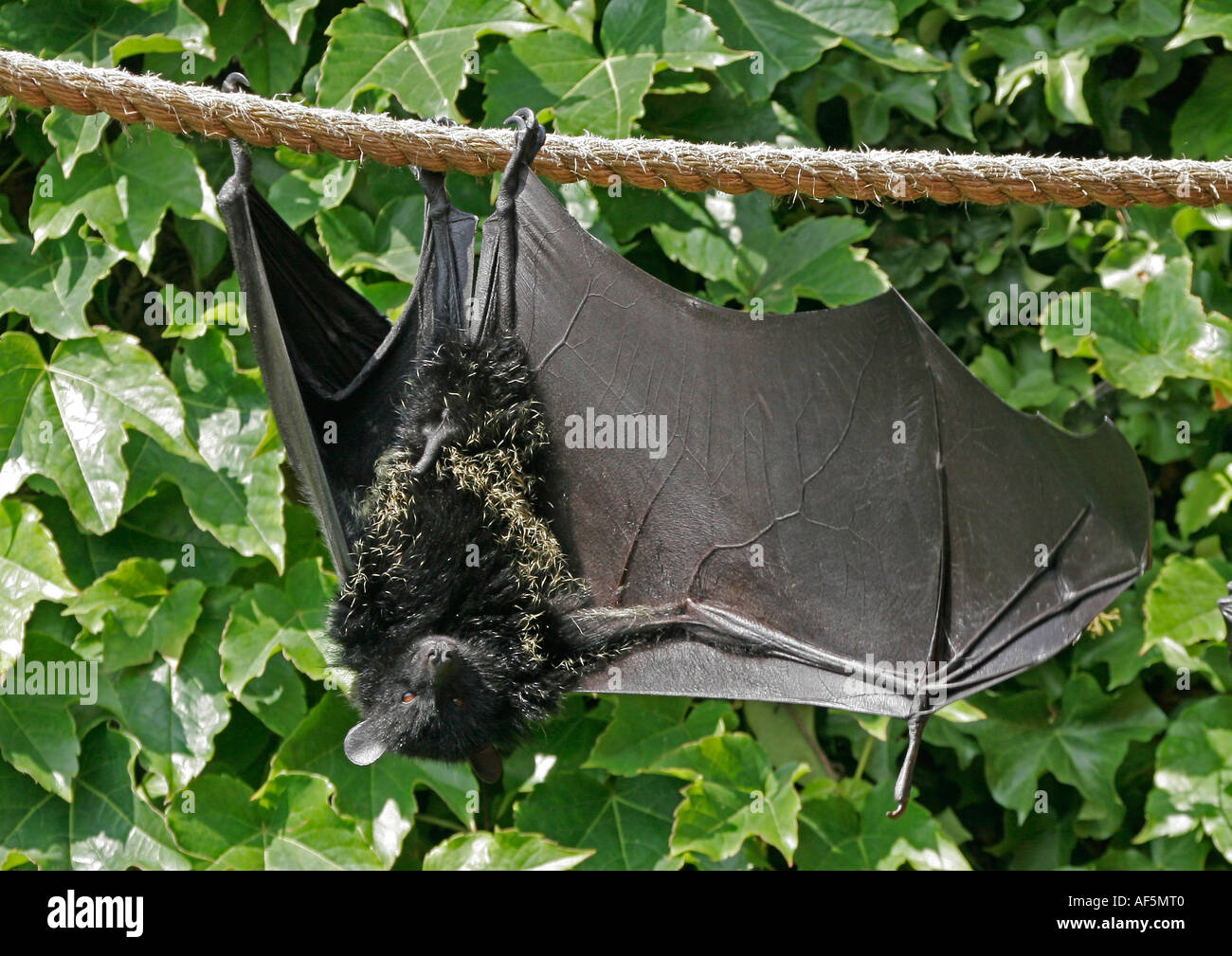Livingstone's Fruit Bat Pteropus livingstonii , Bristol Zoo, England