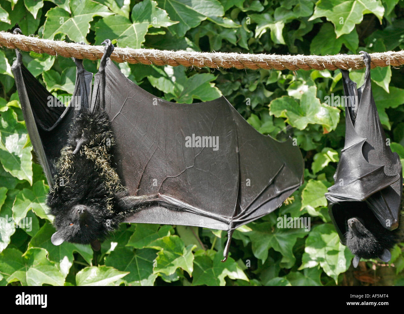 Livingstone's Fruit Bats Pteropus livingstonii , Bristol Zoo, England