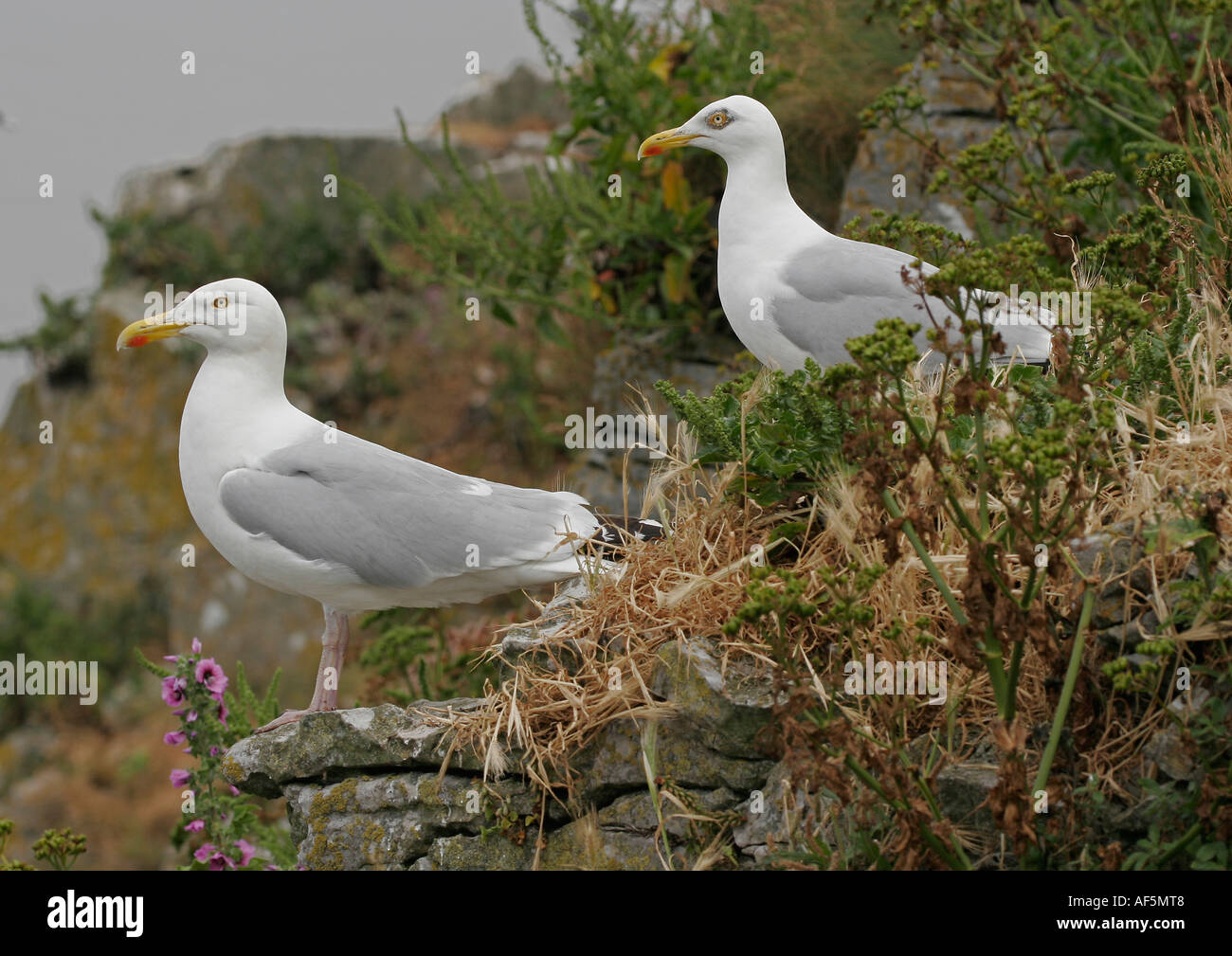 Herring Gulls - (Larus argentatus) on Steepholm Island, Bristol Channel, UK Stock Photo