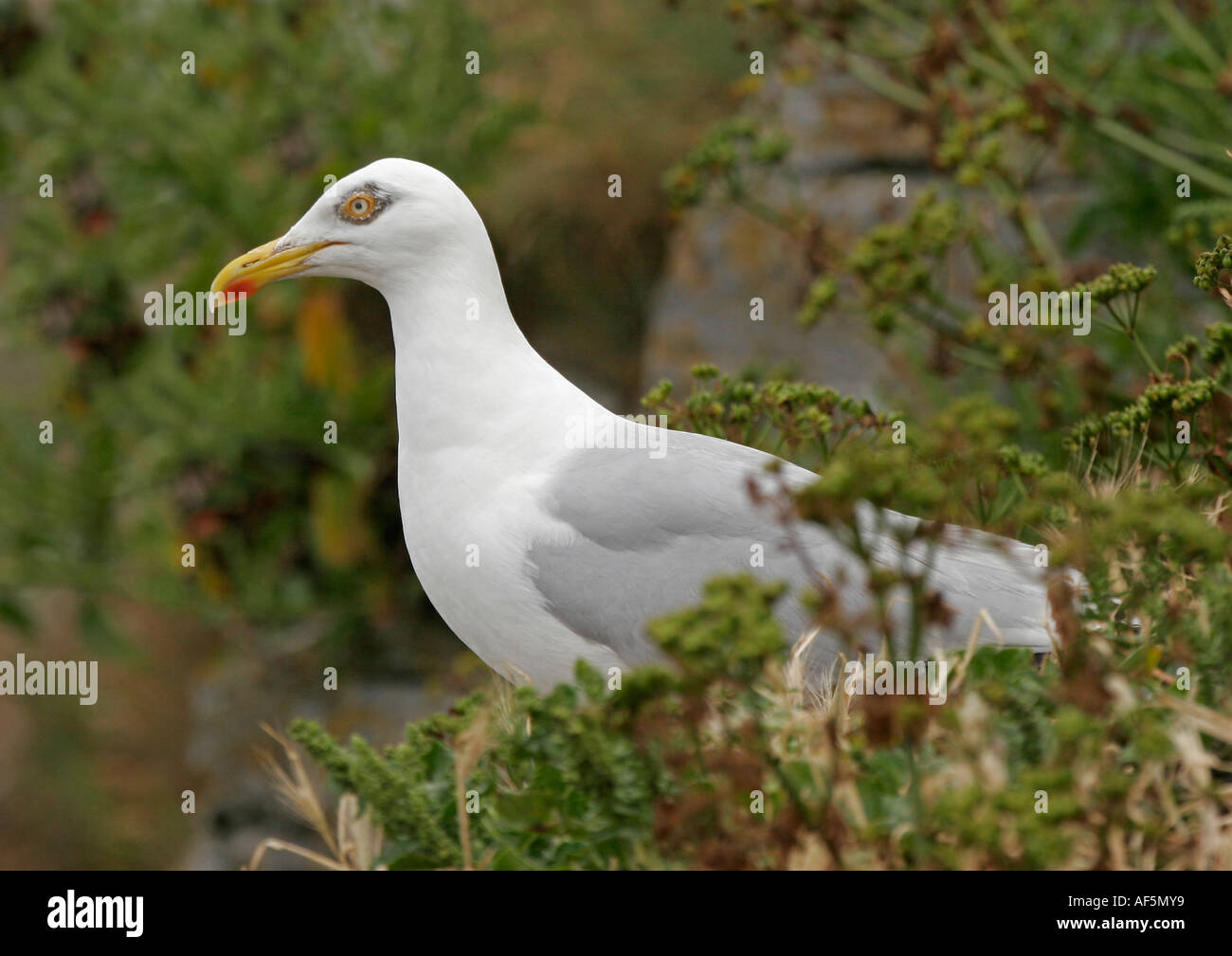 Gull ,  Steepholm Island, Bristol Channel, UK Stock Photo