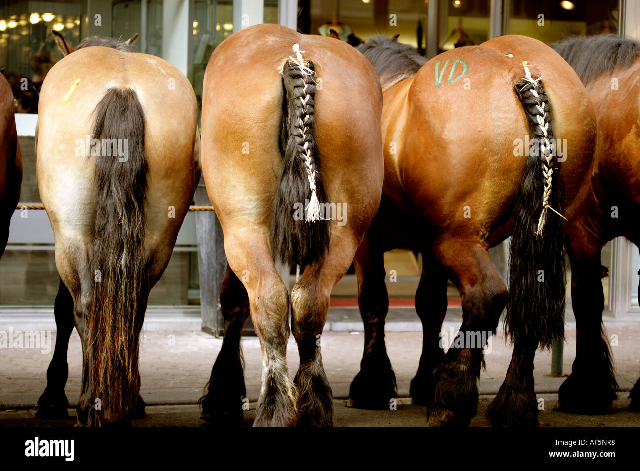 Belgian heavy horses at annual street sale Torhout Belgium Many go for