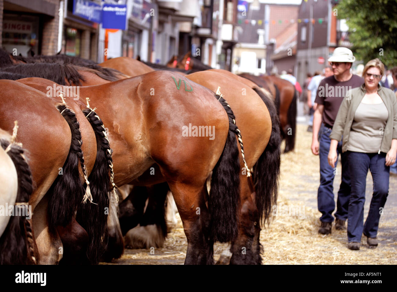 Belgian heavy horses at annual street sale Torhout Belgium Many go for