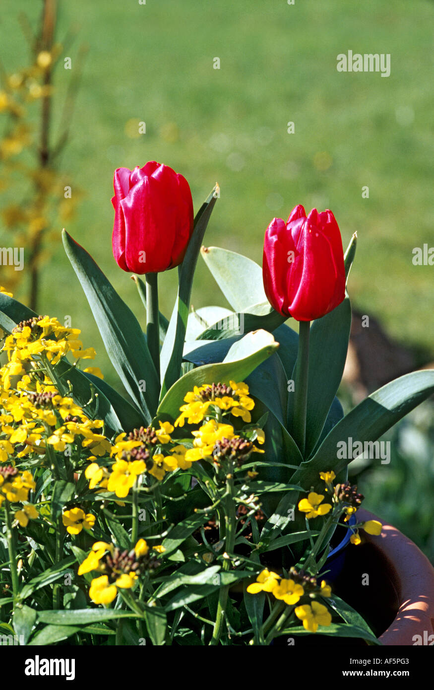 Two red tulips variety 'Flair' and yellow erysimum flowers in a spring garden Stock Photo