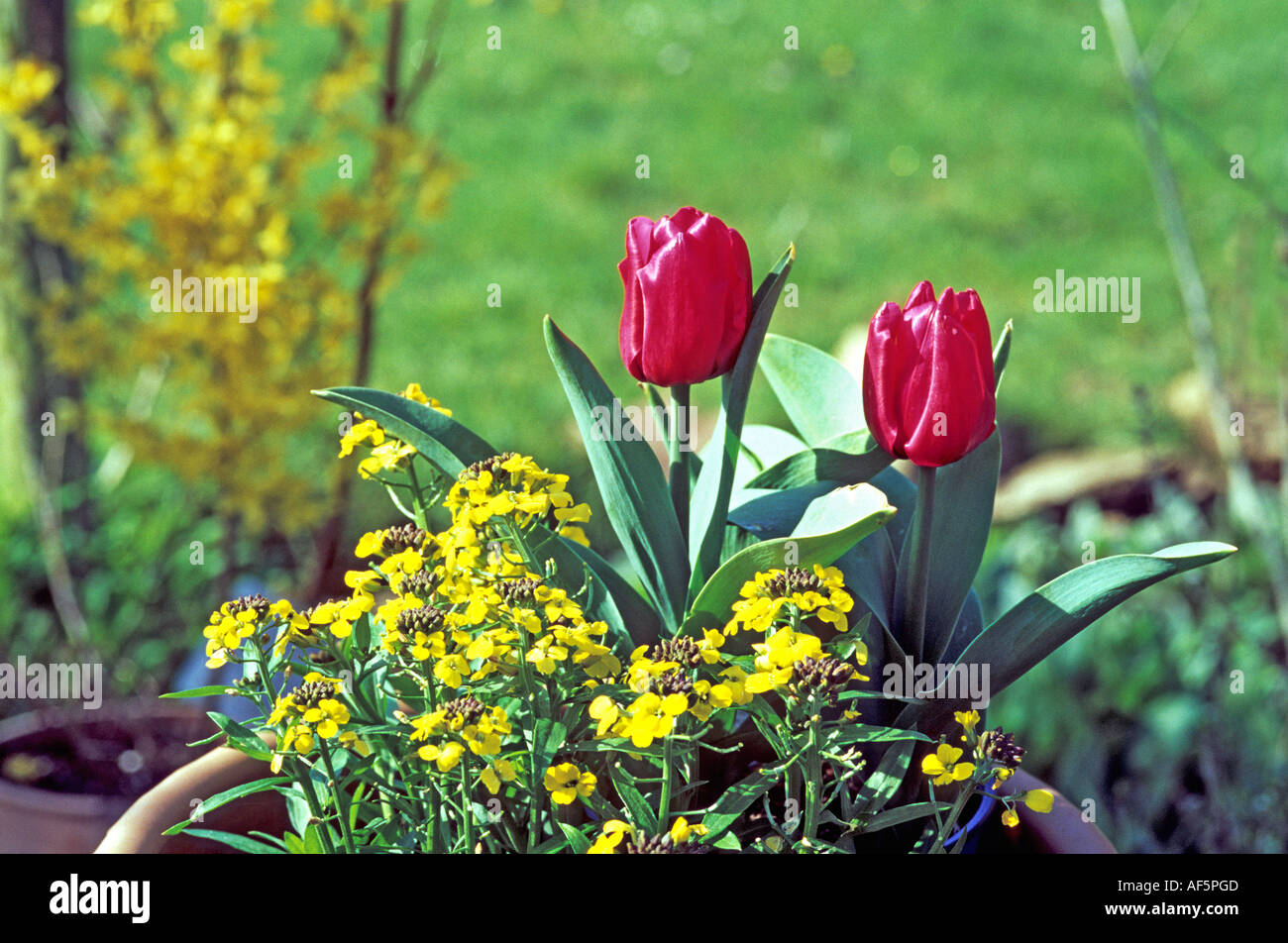 Two red tulips 'Flair' and yellow erysimum flowers in a country spring garden Stock Photo