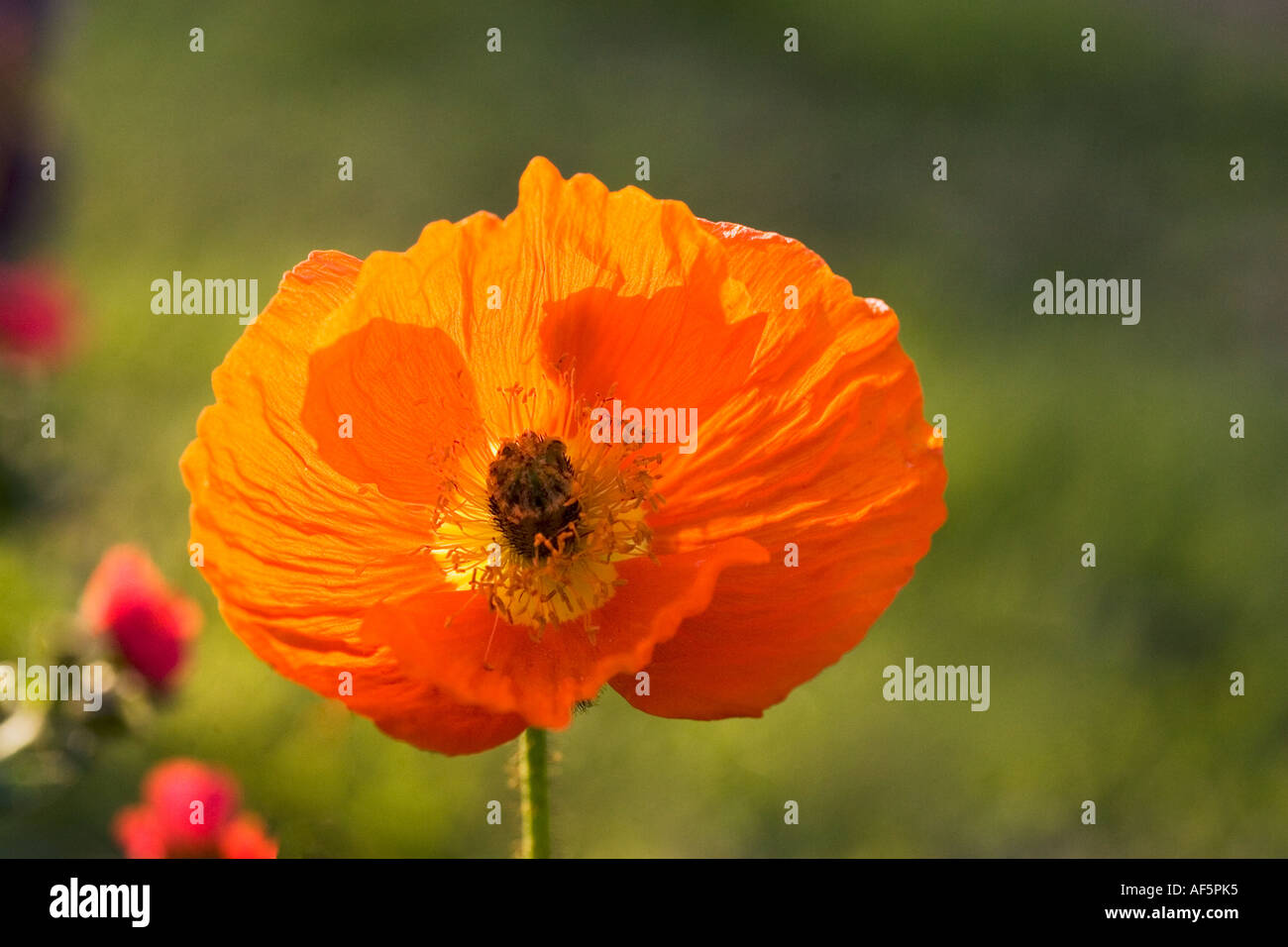 Orange Poppy, Papaver Stock Photo