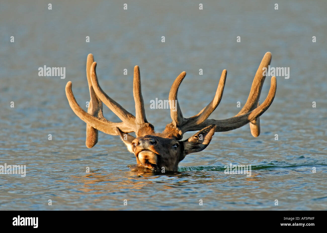 Bull Elk swimming Stock Photo 7908814 Alamy