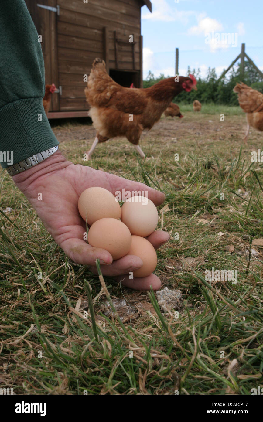 A farmer holds free range eggs at an organic farm in Kent Stock Photo