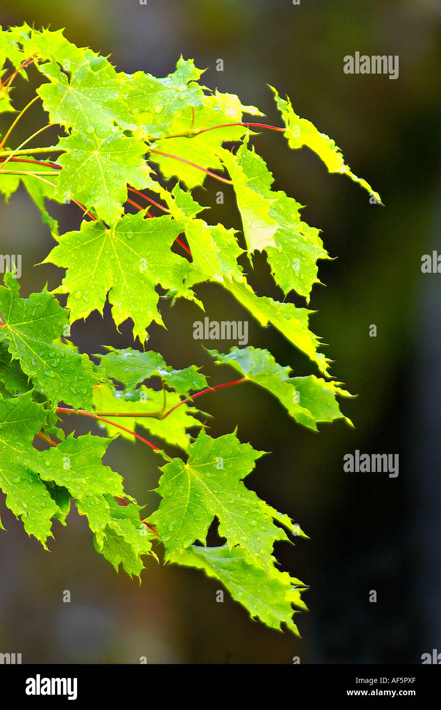 Sugar maple forest summer hi-res stock photography and images - Alamy