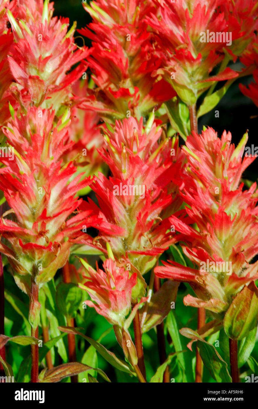 Indian Paintbrush 14 Stock Photo Alamy