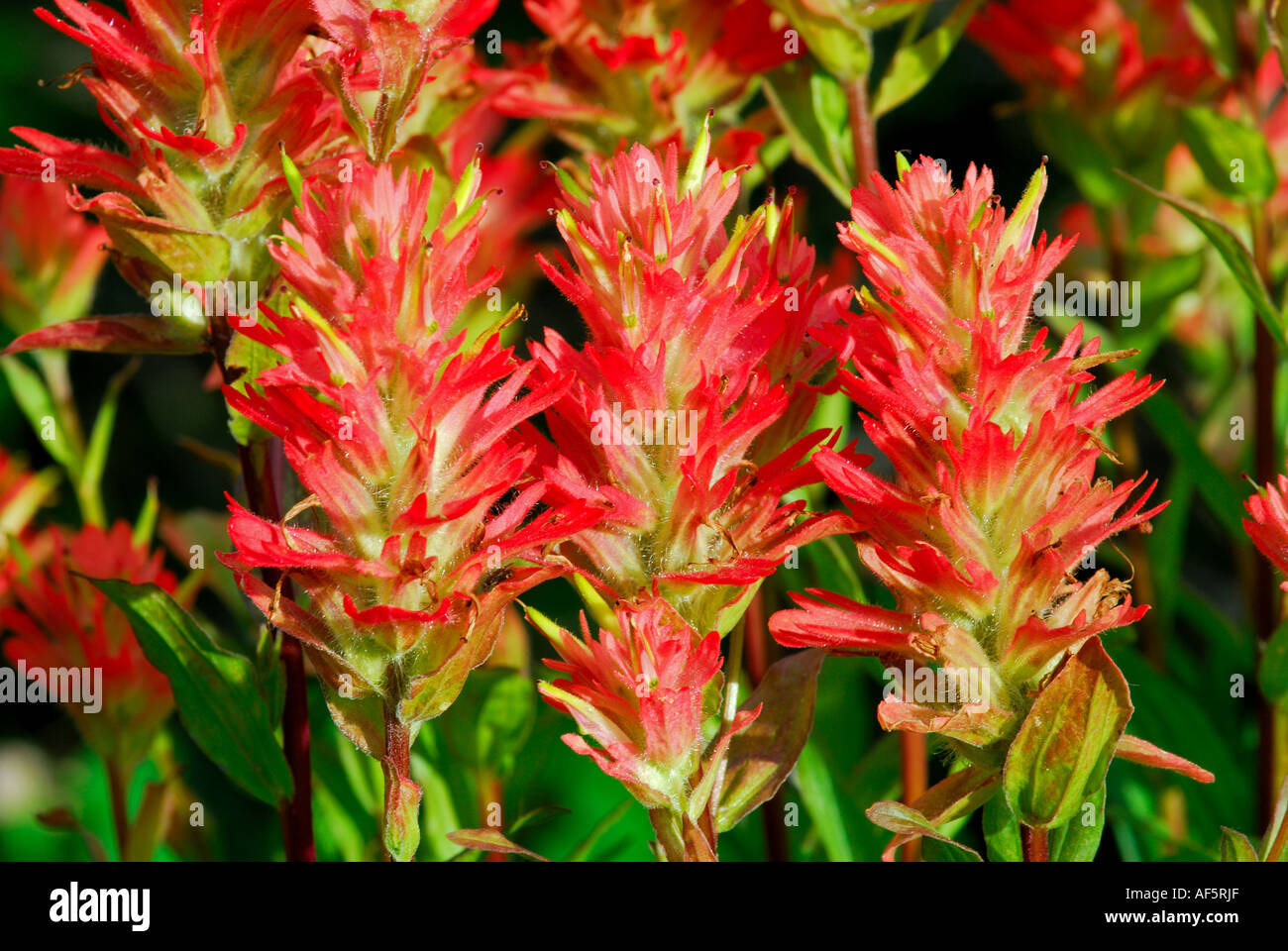Indian Paintbrush wildflowers Stock Photo Alamy
